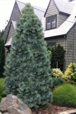 Tip Top Dwarf Columnar Swiss Stone Pine (Pinus Cembra) - 5 Gallon Pot