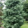 Silveray Korean Pine (Pinus Koraiensis) - 3 Gallon Pot 1 Silveray Korean Pine (Pinus Koraiensis) - 3 Gallon Pot -Leafy Joy Shop pinus koraiensis silveray korean pine 1