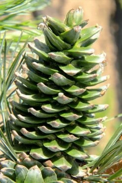 Silveray Korean Pine (Pinus Koraiensis) - 3 Gallon Pot -Leafy Joy Shop pinus koraiensis silveray korean pine 2