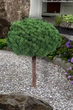 Valley Cushion Mugo Pine Single Trunk Topiary Tree - 2 Gallon Pot -Leafy Joy Shop pinus mugo valley cushion mugo pine single trunk topiary tree 4