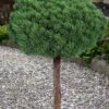 Valley Cushion Mugo Pine Single Trunk Topiary Tree - 2 Gallon Pot 1 Valley Cushion Mugo Pine Single Trunk Topiary Tree - 2 Gallon Pot -Leafy Joy Shop pinus mugo valley cushion mugo pine single trunk topiary tree 5