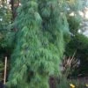 Angel Falls Weeping Eastern White Pine - 7 Gallon Pot (5-6') -Leafy Joy Shop pinus strobus angel falls white pine 1
