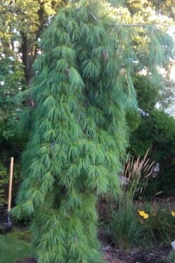 Angel Falls Weeping Eastern White Pine - 7 Gallon Pot (5-6')