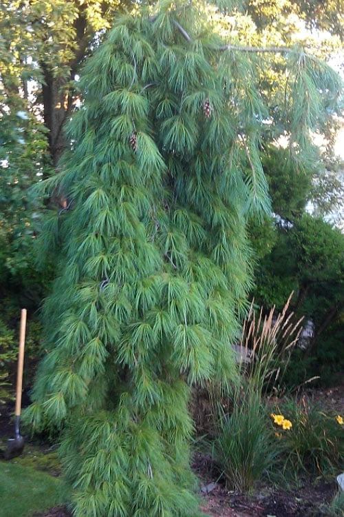 Angel Falls Weeping Eastern White Pine - 7 Gallon Pot (5-6') 3 Angel Falls Weeping Eastern White Pine - 7 Gallon Pot (5-6')