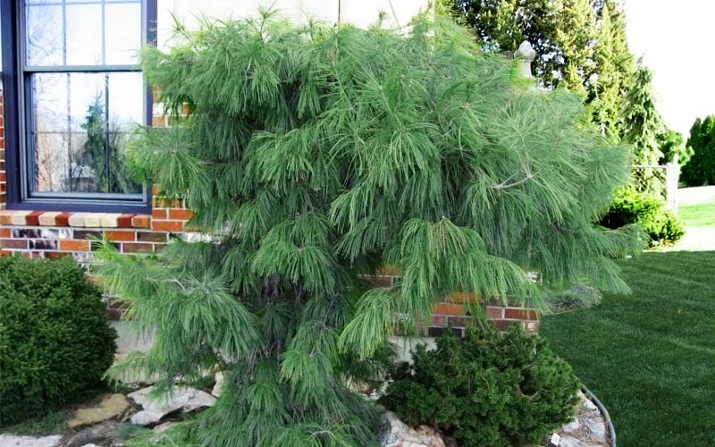 Angel Falls Weeping Eastern White Pine - 7 Gallon Pot (5-6') 6 Angel Falls Weeping Eastern White Pine - 7 Gallon Pot (5-6') - Image 4