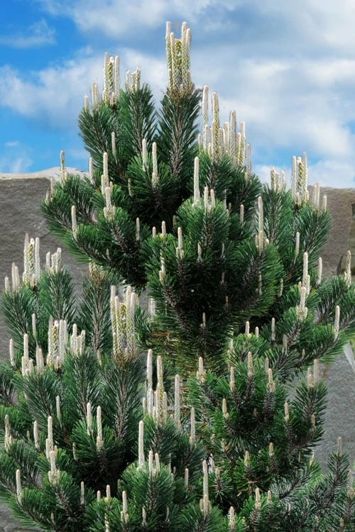 Kotobuki Japanese Black Pine (Pinus Thunbergii) - 5 Gallon Pot 7 Kotobuki Japanese Black Pine (Pinus Thunbergii) - 5 Gallon Pot - Image 5
