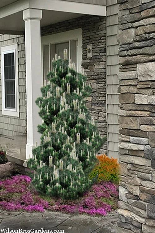 Kotobuki Japanese Black Pine (Pinus Thunbergii) - 5 Gallon Pot 3 Kotobuki Japanese Black Pine (Pinus Thunbergii) - 5 Gallon Pot