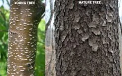 Wild Black Cherry Tree - 3 Gallon Pot 21 Wild Black Cherry Tree - 3 Gallon Pot -Leafy Joy Shop prunus serotina wild black cherry tree 10