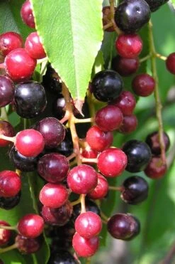 Wild Black Cherry Tree - 3 Gallon Pot 16 Wild Black Cherry Tree - 3 Gallon Pot -Leafy Joy Shop prunus serotina wild black cherry tree 4