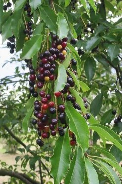 Wild Black Cherry Tree - 3 Gallon Pot 18 Wild Black Cherry Tree - 3 Gallon Pot -Leafy Joy Shop prunus serotina wild black cherry tree 5