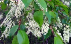 Wild Black Cherry Tree - 3 Gallon Pot 19 Wild Black Cherry Tree - 3 Gallon Pot -Leafy Joy Shop prunus serotina wild black cherry tree 8