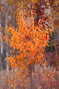 Wild Black Cherry Tree - 3 Gallon Pot 20 Wild Black Cherry Tree - 3 Gallon Pot -Leafy Joy Shop prunus serotina wild black cherry tree 9