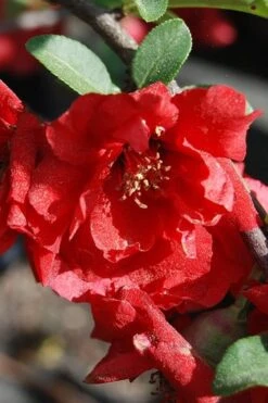 Iwai Nishiki Red Flowering Quince - 1 Gallon Pot 9 Iwai Nishiki Red Flowering Quince - 1 Gallon Pot -Leafy Joy Shop quince iwai nishiki
