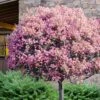 Rosalinda Indian Hawthorn Single Trunk Tree - 7 Gallon Pot (6-7') -Leafy Joy Shop rhaphiolepis rosalind majestic beauty indian hawthorn tree 10