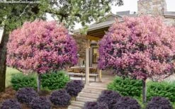 Rosalinda Indian Hawthorn Single Trunk Tree - 7 Gallon Pot (6-7') 10 Rosalinda Indian Hawthorn Single Trunk Tree - 7 Gallon Pot (6-7') -Leafy Joy Shop rhaphiolepis rosalind majestic beauty indian hawthorn tree 8