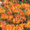 Florida Flame Native Azalea (Rhododendron Austrinum) - 3 Gallon Pot -Leafy Joy Shop rhododendron austrinum florida flame native azalea 11