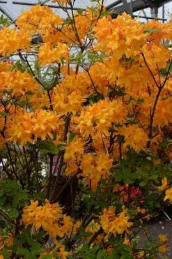 Florida Flame Native Azalea (Rhododendron Austrinum) - 3 Gallon Pot 13 Florida Flame Native Azalea (Rhododendron Austrinum) - 3 Gallon Pot -Leafy Joy Shop rhododendron austrinum florida flame native azalea 4