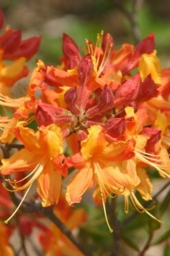 Florida Flame Native Azalea (Rhododendron Austrinum) - 3 Gallon Pot 16 Florida Flame Native Azalea (Rhododendron Austrinum) - 3 Gallon Pot -Leafy Joy Shop rhododendron austrinum florida flame native azalea 5