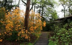 Florida Flame Native Azalea (Rhododendron Austrinum) - 3 Gallon Pot 17 Florida Flame Native Azalea (Rhododendron Austrinum) - 3 Gallon Pot -Leafy Joy Shop rhododendron austrinum florida flame native azalea 8