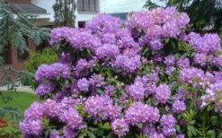 Grandiflorum Catawba Rhododendron - 3 Gallon Pot -Leafy Joy Shop rhododendron catawbiense grandiflorum 1
