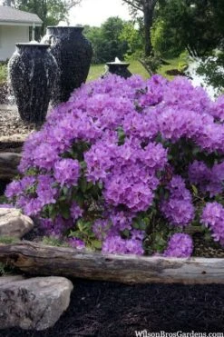 Grandiflorum Catawba Rhododendron - 3 Gallon Pot -Leafy Joy Shop rhododendron catawbiense grandiflorum 100