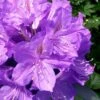 Grandiflorum Catawba Rhododendron - 3 Gallon Pot -Leafy Joy Shop rhododendron catawbiense grandiflorum 108