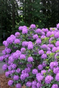 Grandiflorum Catawba Rhododendron - 3 Gallon Pot -Leafy Joy Shop rhododendron catawbiense grandiflorum 6
