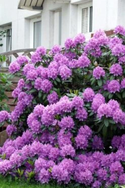 Grandiflorum Catawba Rhododendron - 3 Gallon Pot -Leafy Joy Shop rhododendron catawbiense grandiflorum 7