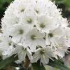 Milky Way Rhododendron - 2 Gallon Pot -Leafy Joy Shop rhododendron diversipilosum milky way 1