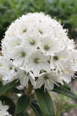 Milky Way Rhododendron - 2 Gallon Pot