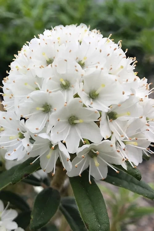 Milky Way Rhododendron - 2 Gallon Pot 3 Milky Way Rhododendron - 2 Gallon Pot