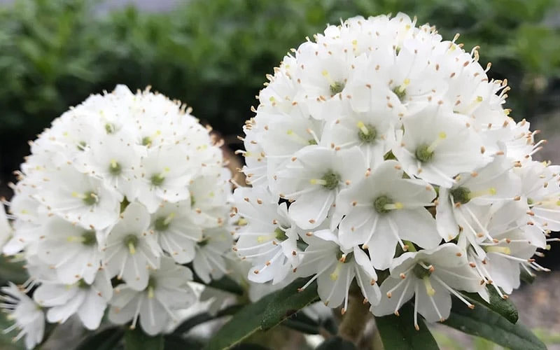 Milky Way Rhododendron - 2 Gallon Pot 5 Milky Way Rhododendron - 2 Gallon Pot - Image 3