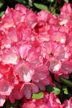 Fantastica Rhododendron - 5 Gallon Pot -Leafy Joy Shop rhododendron fantastica 1