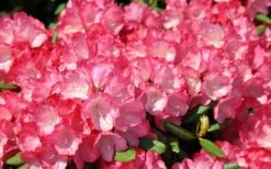 Fantastica Rhododendron - 5 Gallon Pot -Leafy Joy Shop rhododendron fantastica 3