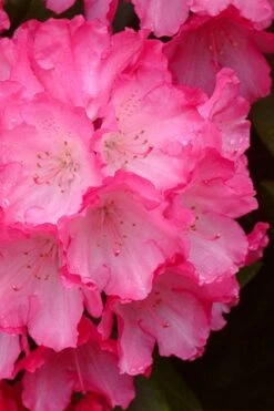 Fantastica Rhododendron - 5 Gallon Pot -Leafy Joy Shop rhododendron fantastica 4