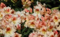 Marylou Rhododendron - 5 Gallon Pot -Leafy Joy Shop rhododendron marylou 1