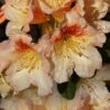 Marylou Rhododendron - 5 Gallon Pot -Leafy Joy Shop rhododendron marylou 12