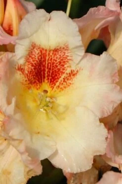 Marylou Rhododendron - 5 Gallon Pot -Leafy Joy Shop rhododendron marylou 4