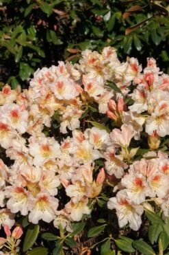 Marylou Rhododendron - 5 Gallon Pot -Leafy Joy Shop rhododendron marylou 5