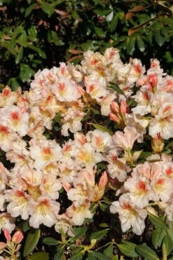 Marylou Rhododendron - 5 Gallon Pot -Leafy Joy Shop rhododendron marylou 8