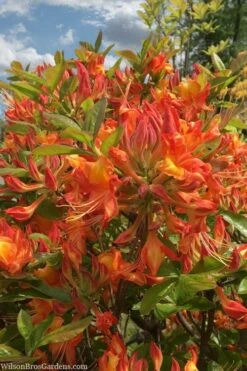 Smitty's Orange Crush Native Azalea (Rhododendron X) - 3 Gallon Pot -Leafy Joy Shop rhododendron smittys orange crush native azalea 1
