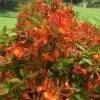 Smitty's Orange Crush Native Azalea (Rhododendron X) - 3 Gallon Pot -Leafy Joy Shop rhododendron smittys orange crush native azalea 3