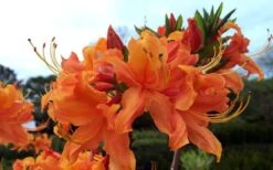 Smitty's Orange Crush Native Azalea (Rhododendron X) - 3 Gallon Pot -Leafy Joy Shop rhododendron smittys orange crush native azalea 4