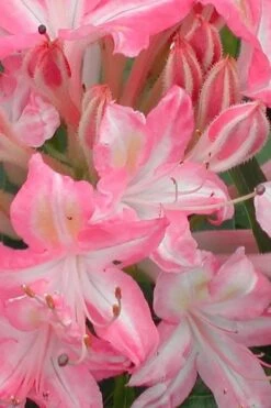 Ribbon Candy Swamp Azalea (Rhododendron Viscosum) - 2 Gallon Pot -Leafy Joy Shop rhododendron viscosum ribbon candy swamp azalea 1