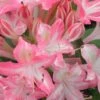 Ribbon Candy Swamp Azalea (Rhododendron Viscosum) - 2 Gallon Pot -Leafy Joy Shop rhododendron viscosum ribbon candy swamp azalea 2