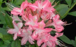 Ribbon Candy Swamp Azalea (Rhododendron Viscosum) - 2 Gallon Pot -Leafy Joy Shop rhododendron viscosum ribbon candy swamp azalea 3