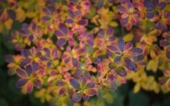 Ribbon Candy Swamp Azalea (Rhododendron Viscosum) - 2 Gallon Pot -Leafy Joy Shop rhododendron viscosum swamp azalea 3