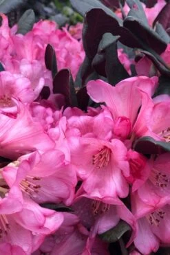 Wine And Roses Rhododendron - 5 Gallon Pot -Leafy Joy Shop rhododendron wine and roses 11