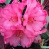 Wine And Roses Rhododendron - 5 Gallon Pot -Leafy Joy Shop rhododendron wine and roses 12