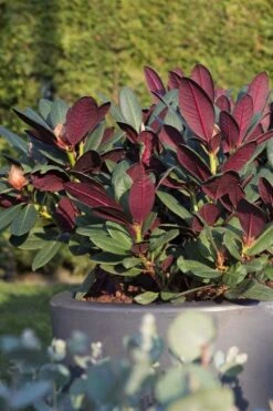 Wine And Roses Rhododendron - 5 Gallon Pot -Leafy Joy Shop rhododendron wine and roses 15